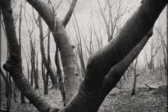 Aftermath 2, Blue Mountains NSW, As seen in <em>Out of the Fire: Resilience in the Face of Natural Disaster (2020)</em>, Blue Mountains Cultural Centre