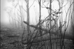 Road to Bilpin, After the Fires, Blue Mountains