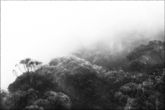 Tracy Ponich: <em>Prince Henry in White</em>, photographic print  on cotton fibre  paper, Tasmanian Oak frame with museum glass, 100 x 73 cm.