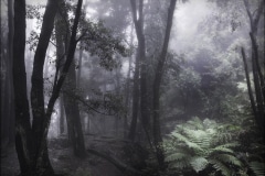 Tracy Ponich: <em>Still, Fern Bower</em>, photographic print  on cotton fibre  paper, Tasmanian Oak frame with museum glass, 86 x 73 cm.