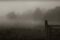 Tracy Ponich: Fog Over Sheep, Dorset