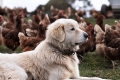 Feather & Peck maremma on duty