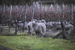 Cell grazing in the vineyards, Hither &. Yon, SA