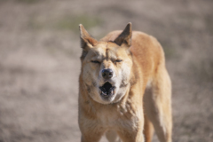 Dingo, Mount Rothwell Biodiversity Interpretation Centre, VIC