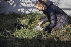 Quoll for release, Mount Rothwell, VIC