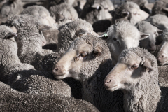 Sheep scanning at Tiverton, VIC
