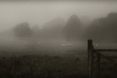 Fog Over Sheep, Dorset