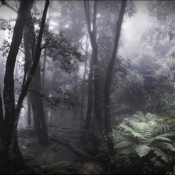 Still, Fern Bower<br />Third Prize Award: <em>Out of the Blue</em> exhibition, NSW Parliament House, 2022