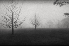 Forecast Mist, Blue Mountains, NSW