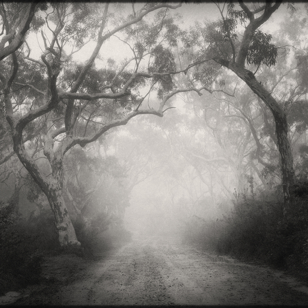 The language of trees, Blue Mountains, NSW