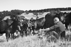 Scott with his cows