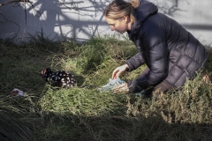 Dale releasing the spotted quoll