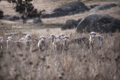 Severn Park sheep