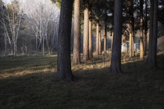 Sunset and Trees