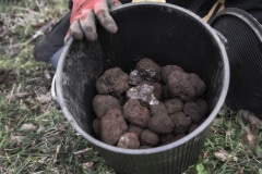 Terra Preta Black Truffles