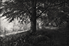 First Day of Autumn: Lilac Terrace