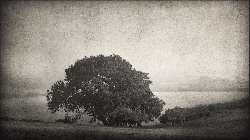 Photograph: Rising Mist 2, Dorset